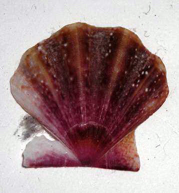 Variabilit� intraspecifica